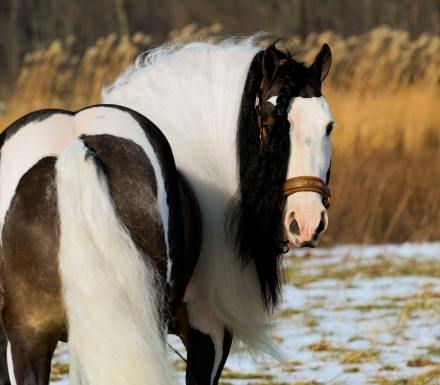 HorseID: 2249906 Triple R Ranch So Worth It - PhotoID: 1033500