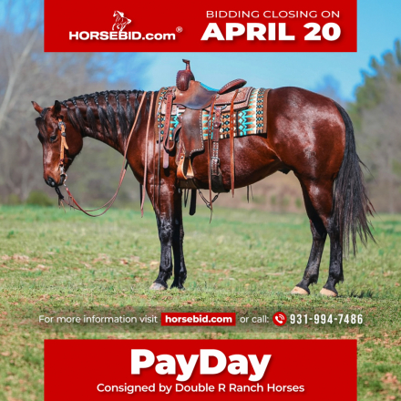 HorseID: 2249907 Gallo Lil Cockamamie - PhotoID: 1045908