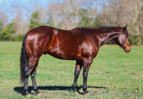 HorseID: 2249907 Gallo Lil Cockamamie - PhotoID: 1045909