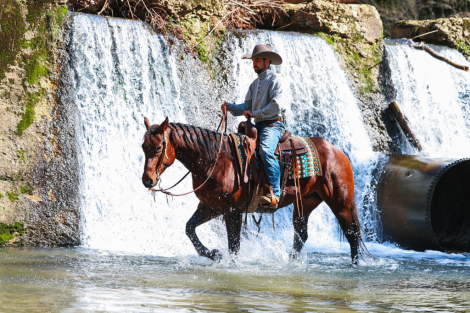 HorseID: 2249907 Gallo Lil Cockamamie - PhotoID: 1081215