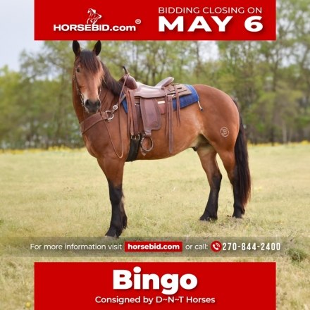 HorseID: 2249907 Bingo - PhotoID: 1033518