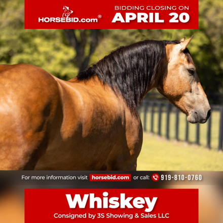 HorseID: 2249908 Whiskey - PhotoID: 1028770