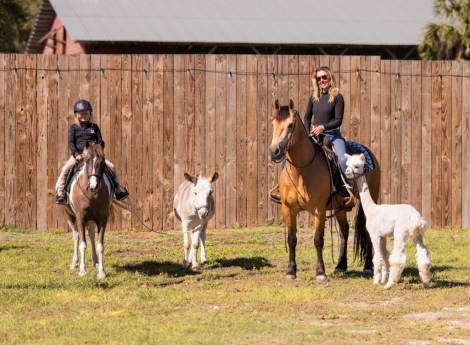HorseID: 2249908 Whiskey - PhotoID: 1077838