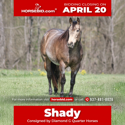 HorseID: 2249911 TD SHADY STORY - PhotoID: 1045896