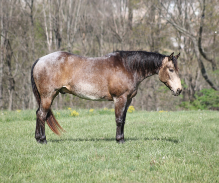HorseID: 2249911 TD SHADY STORY - PhotoID: 1089897