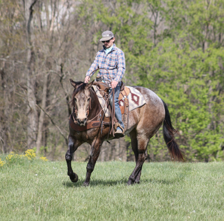 HorseID: 2249911 TD SHADY STORY - PhotoID: 1089899