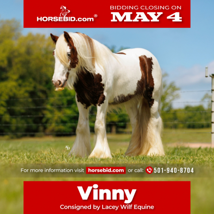 HorseID: 2253893 TMR AVENTUS - PhotoID: 1029661