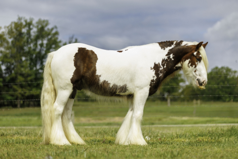 HorseID: 2253893 TMR AVENTUS - PhotoID: 1045915