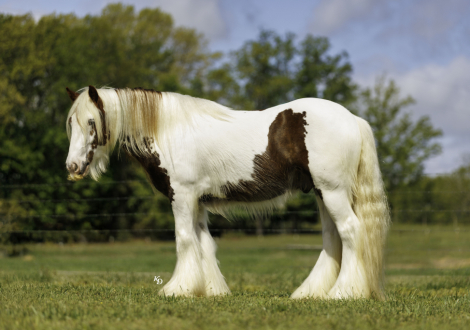 HorseID: 2253893 TMR AVENTUS - PhotoID: 1045916