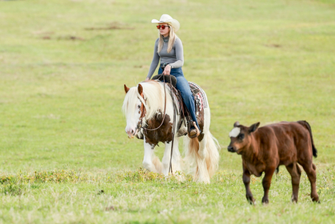 HorseID: 2253893 TMR AVENTUS - PhotoID: 1045917