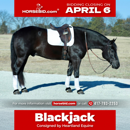 HorseID: 2253894 Blackjack - PhotoID: 1042229