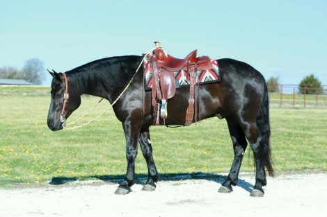 HorseID: 2253894 Blackjack - PhotoID: 1042230