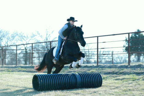 HorseID: 2253894 Blackjack - PhotoID: 1042232