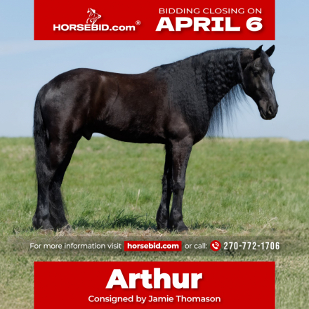 HorseID: 2253895 Arthur - PhotoID: 1028754