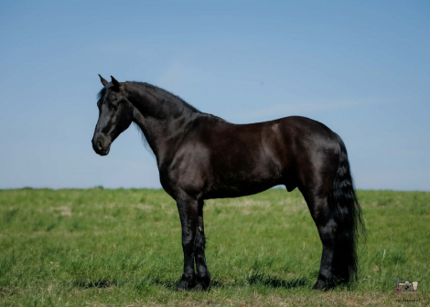 HorseID: 2253895 Arthur - PhotoID: 1045912