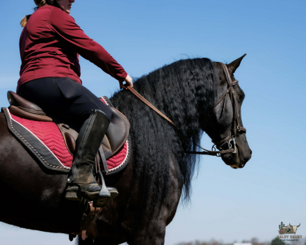 HorseID: 2253895 Arthur - PhotoID: 1045913