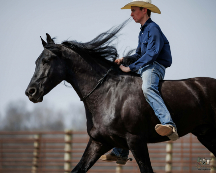 HorseID: 2253895 Arthur - PhotoID: 1045914