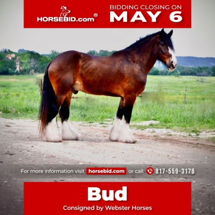 HorseID: 2253895 Bud - PhotoID: 1028754