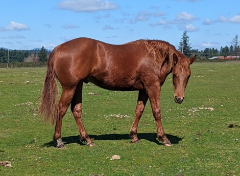HorseID: 2256583 Skookum Rancher Red - PhotoID: 1041213