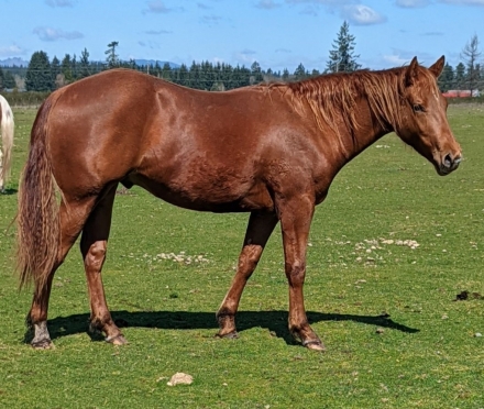 HorseID: 2256583 Skookum Rancher Red - PhotoID: 1041214