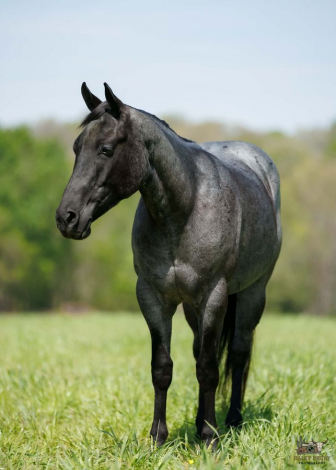 HorseID: 2260686 GENUINE WYO BLUE - PhotoID: 1087043