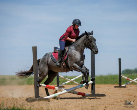HorseID: 2260686 GENUINE WYO BLUE - PhotoID: 1087044