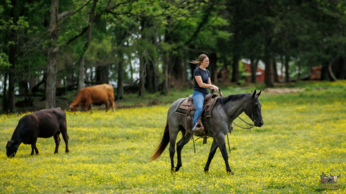 HorseID: 2260686 GENUINE WYO BLUE - PhotoID: 1087045