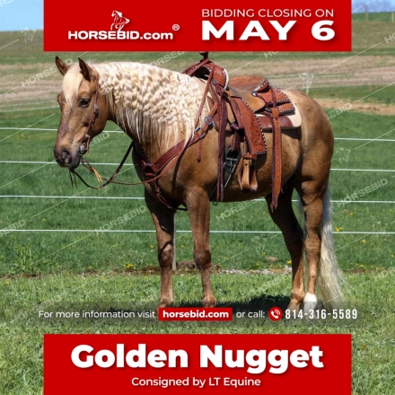 HorseID: 2260686 Golden Nugget - PhotoID: 1027996