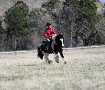 HorseID: 2260687 Fancy Jilly Dancer - PhotoID: 1036985
