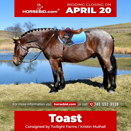 HorseID: 2260687 Toast - PhotoID: 1036982