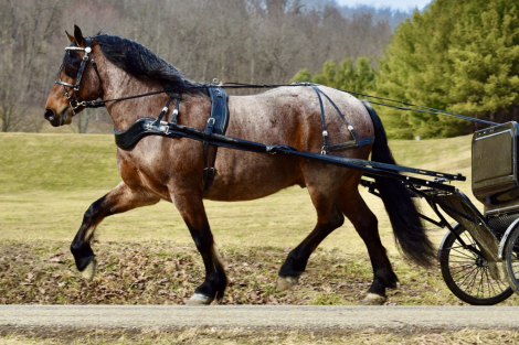 HorseID: 2260687 Toast - PhotoID: 1045919