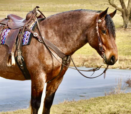 HorseID: 2260687 Toast - PhotoID: 1045920