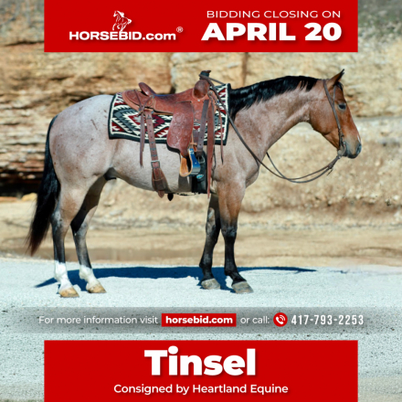 HorseID: 2260689 Cowboys Tin Star - PhotoID: 1028024
