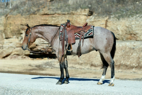 HorseID: 2260689 Cowboys Tin Star - PhotoID: 1028025