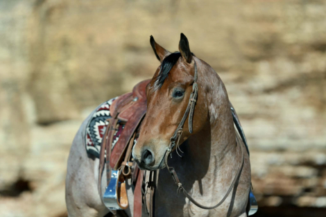 HorseID: 2260689 Cowboys Tin Star - PhotoID: 1028026