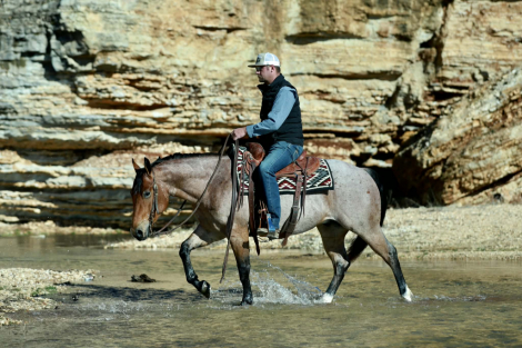 HorseID: 2260689 Cowboys Tin Star - PhotoID: 1028027
