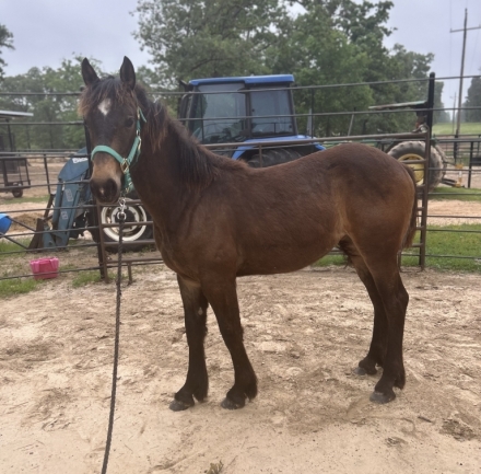 HorseID: 2261241 Dun Cashed In - AQHA x Clydesdale Filly - PhotoID: 1041576