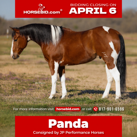 HorseID: 2261708 Panda - PhotoID: 1029641