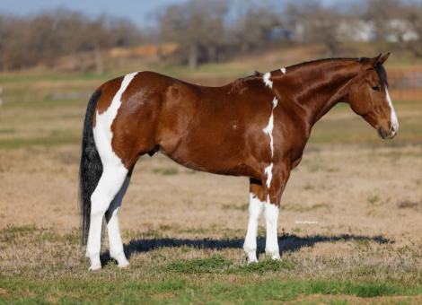 HorseID: 2261708 Panda - PhotoID: 1029642