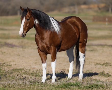 HorseID: 2261708 Panda - PhotoID: 1062972