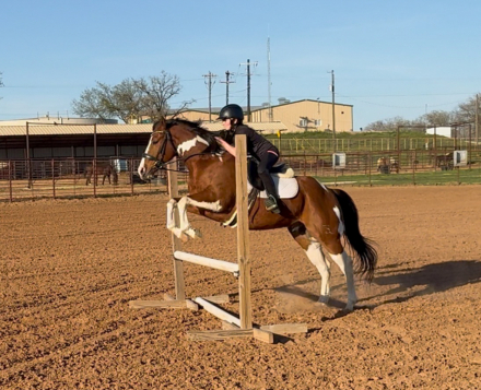 HorseID: 2261708 Panda - PhotoID: 1062973