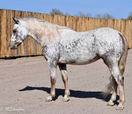 HorseID: 2261708 Dip N Dots - PhotoID: 1029642