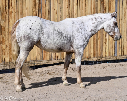 HorseID: 2261708 Dip N Dots - PhotoID: 1062972