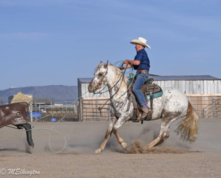 HorseID: 2261708 Dip N Dots - PhotoID: 1062973