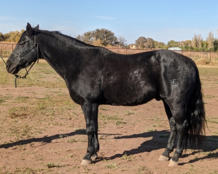 HorseID: 2261815 A Black Mercedes - PhotoID: 1043112