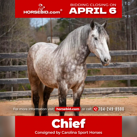 HorseID: 2262623 Chief - PhotoID: 1036986