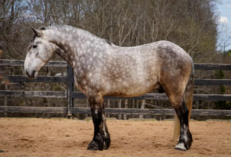 HorseID: 2262623 Chief - PhotoID: 1036987