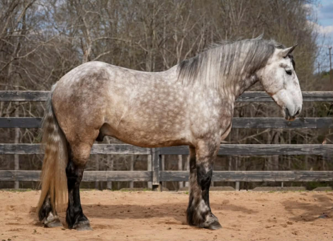 HorseID: 2262623 Chief - PhotoID: 1036988