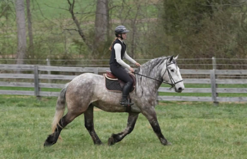 HorseID: 2262623 Chief - PhotoID: 1054923