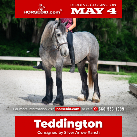 HorseID: 2262623 Teddington - PhotoID: 1036986